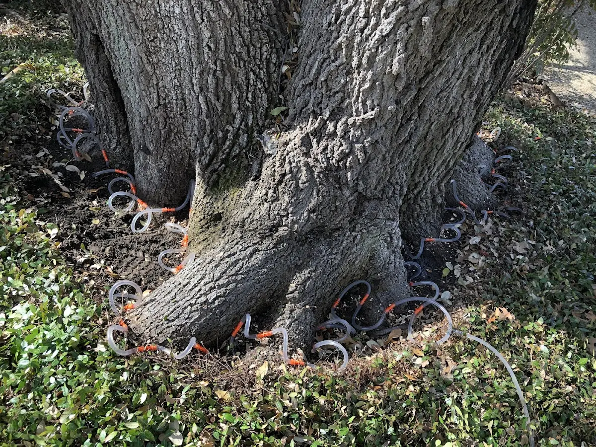 Detailed Tree Cabling and Bracing job site in Blackwell